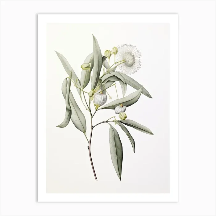 Eucalyptus Vintage Botanical Herbs 0 Art Print by Whimsical Meadows