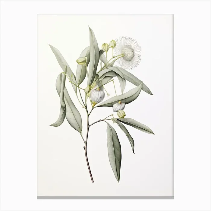 Eucalyptus Vintage Botanical Herbs 0 Canvas Print by Whimsical Meadows