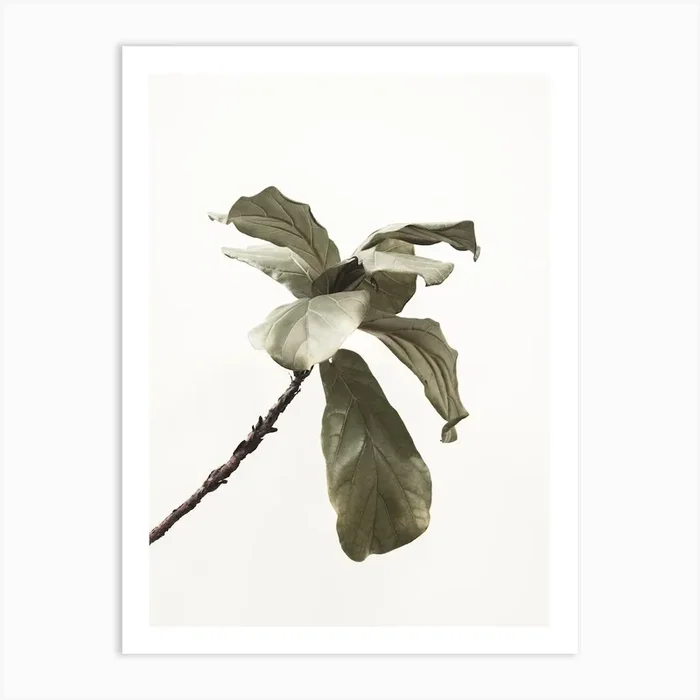 Fiddle Fig Art Print by Indio Page