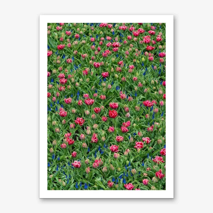 Field of Tulips 2 Art Print by Mariëlle Leenders