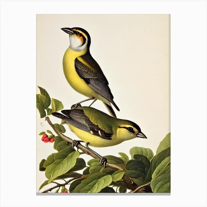 Finch James Audubon Vintage Style Bird Canvas Print by Featherline