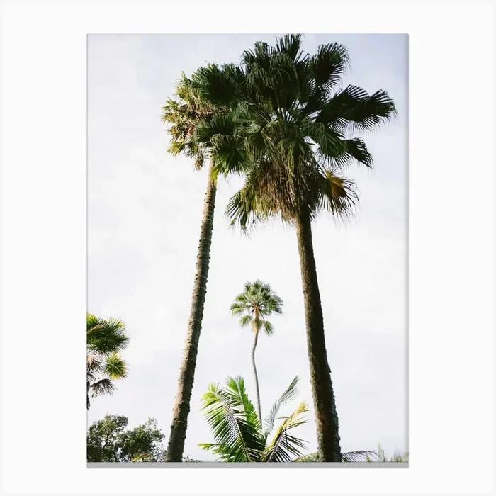 Find Me Under The Palms Canvas Print by Raisa Zwart Photography