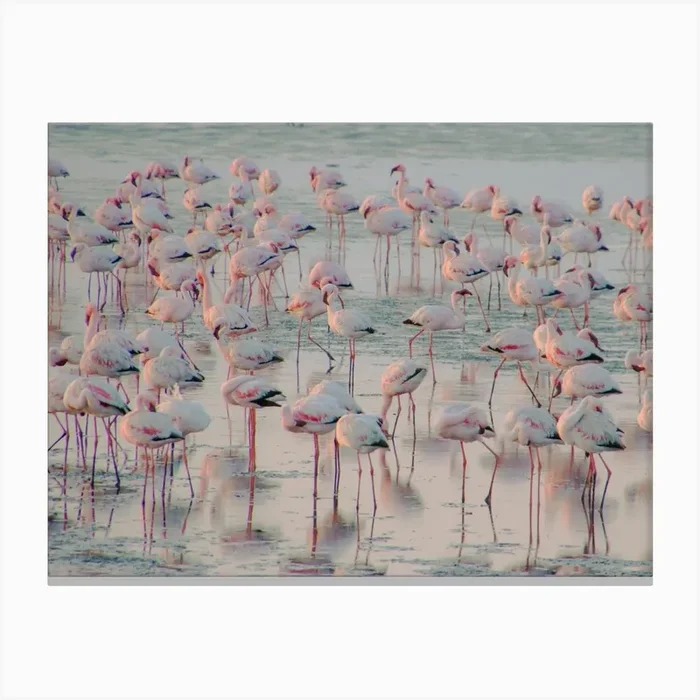 Flamingos at the Ocean Namibia Canvas PrintAS by Anke Sol Photography