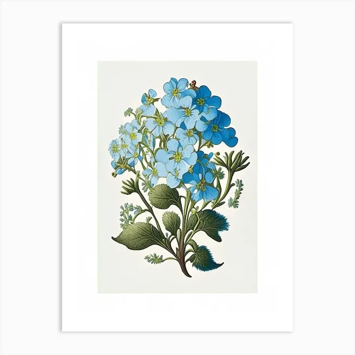 Forget Me Not 1 Floral Botanical Vintage Poster Flower Art PrintPP by Petal Palette
