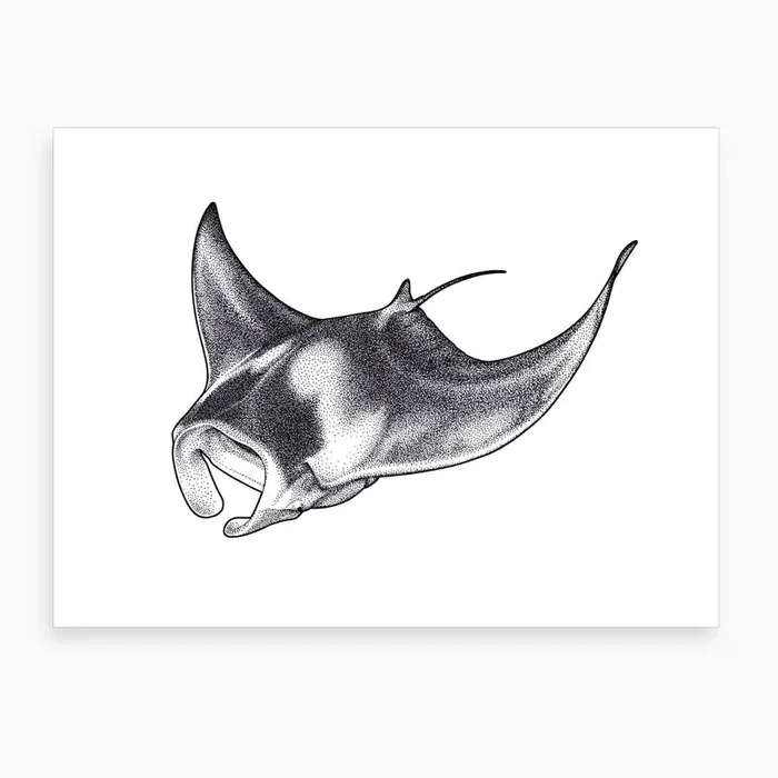 Giant Manta Ray Art Print by Josh Hilditch Illustration