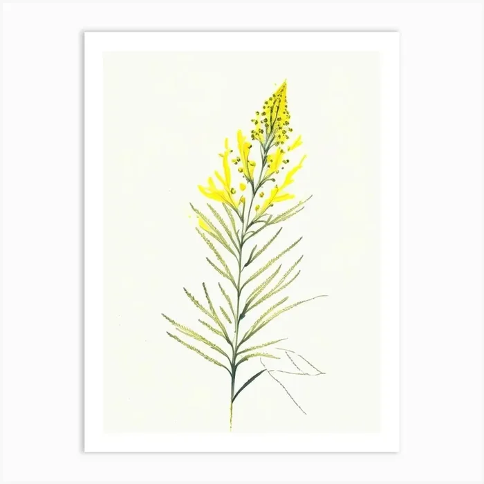 Goldenrod Herb Minimalist Watercolour Art PrintHH by Herbaceous Hues