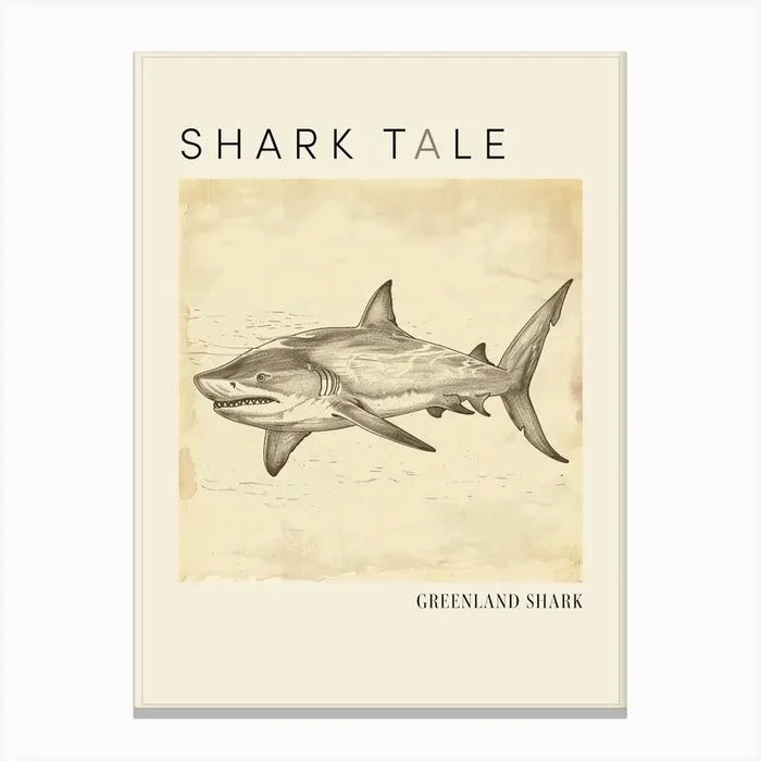 Greenland Shark Vintage Illustration 3 Poster Canvas Print by Energy of the Sea