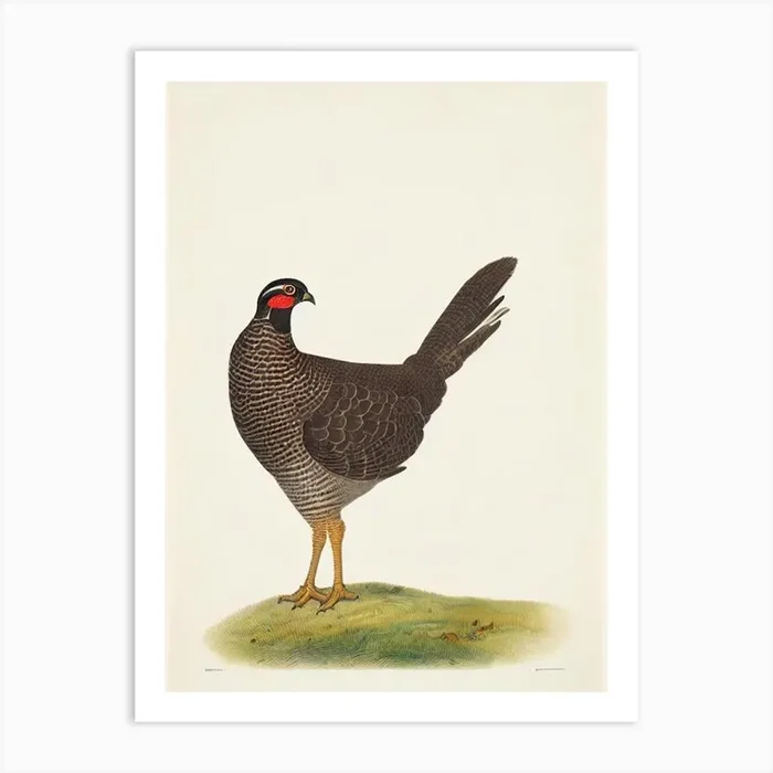 Grouse Illustration Bird Art Print by Featherline
