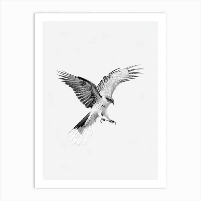 Hawk B&W Pencil Drawing 3 Bird Art Print by Featherline