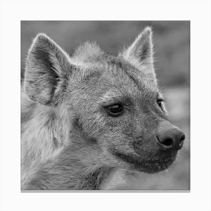 Hayena Portrait Canvas Print by Thula Photography