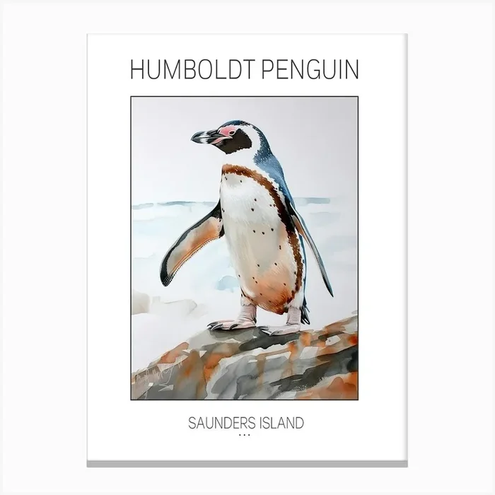 Humboldt Penguin Saunders Island Watercolour Painting 1 Poster Canvas Print by Energy of the Sea