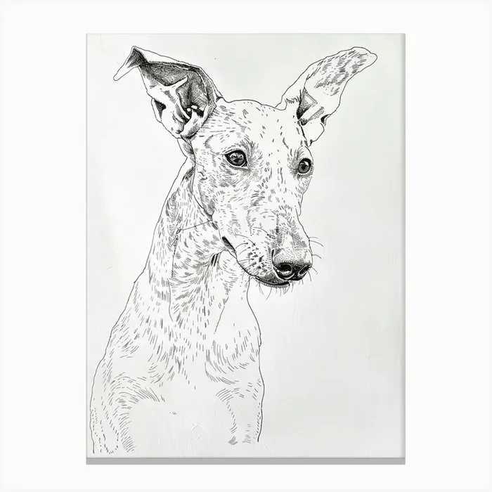 Ibizan Hound Dog Line Sketch 2 Canvas Print by Woof and Whiskers