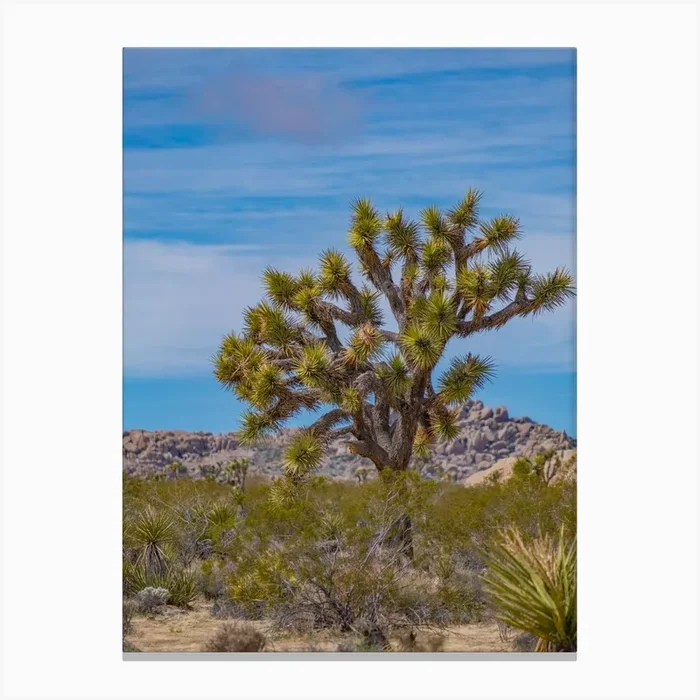Joshua Tree Canvas Print by Ferro Studios