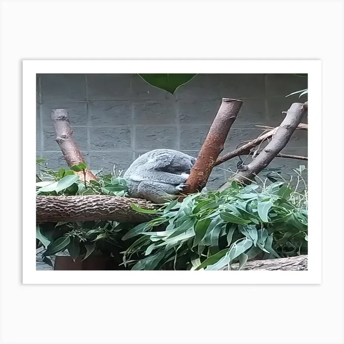 Koala bear Art PrintK by Kikilynn44
