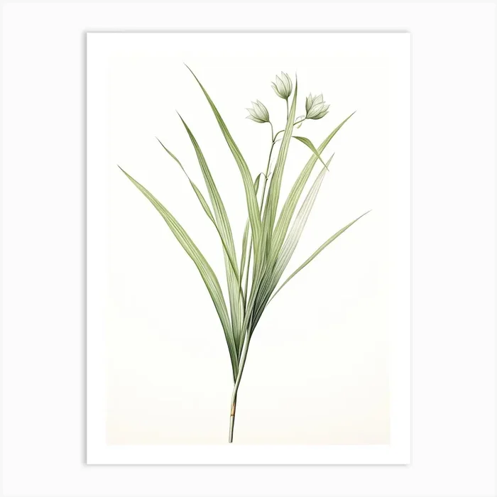 Lemongrass Vintage Botanical Herbs 1 Art Print by Whimsical Meadows