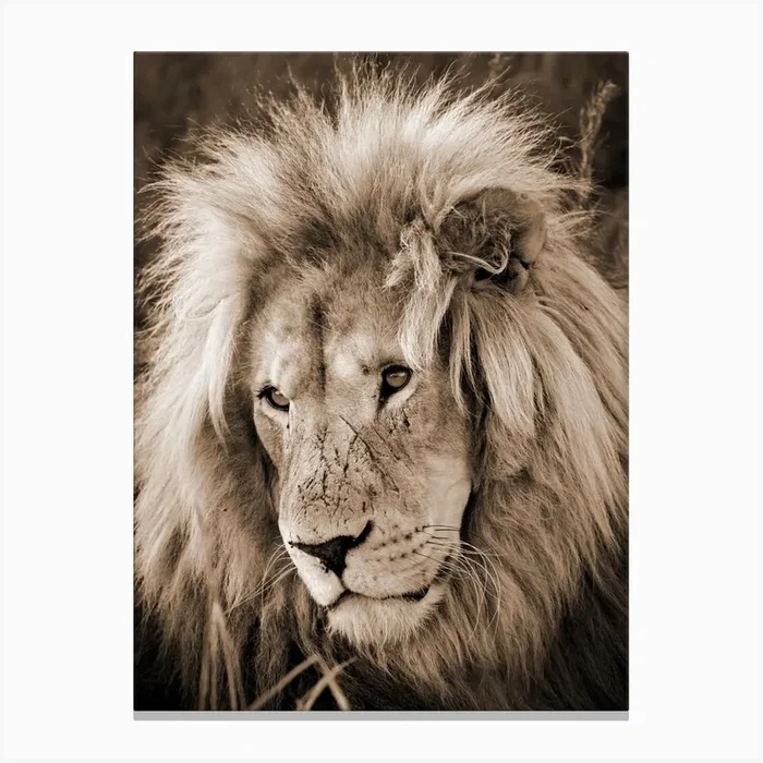 Lion King Sepia Canvas Print by Thula Photography