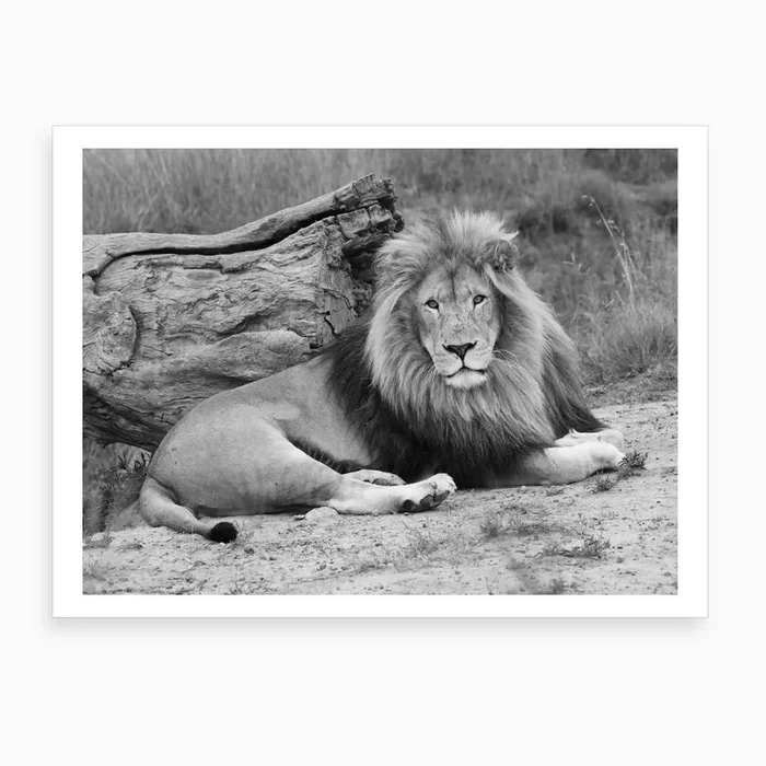 Lion Male III Art Print by Thula Photography