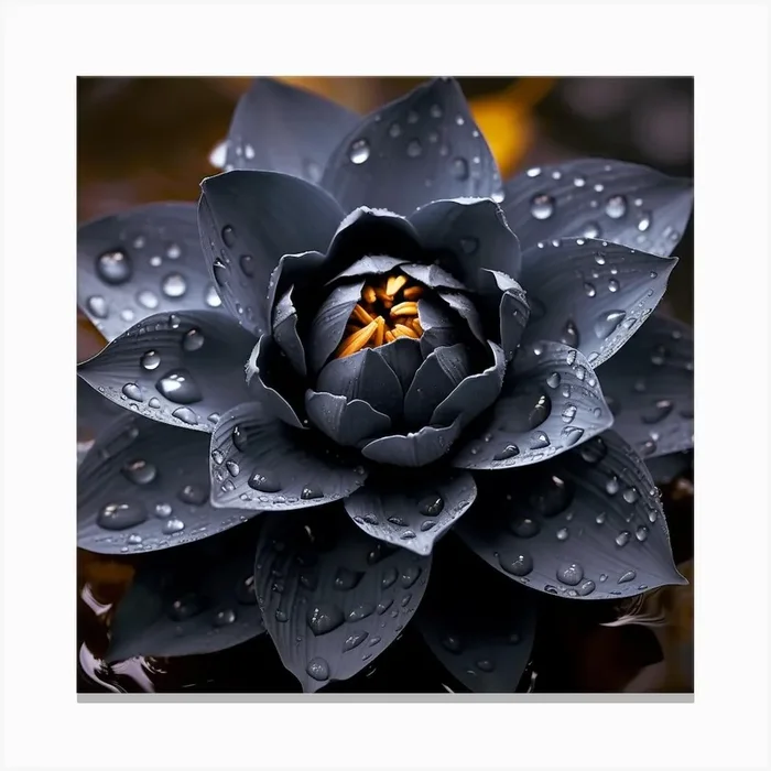 Lotus Flower 1 Canvas PrintA by ac_23