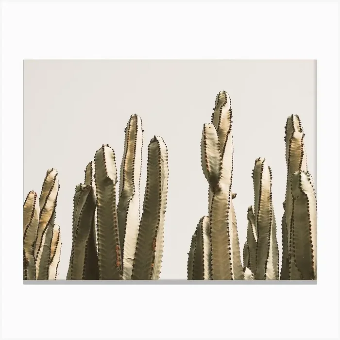 Mexican Pole Cactus Canvas Print by Indio Page