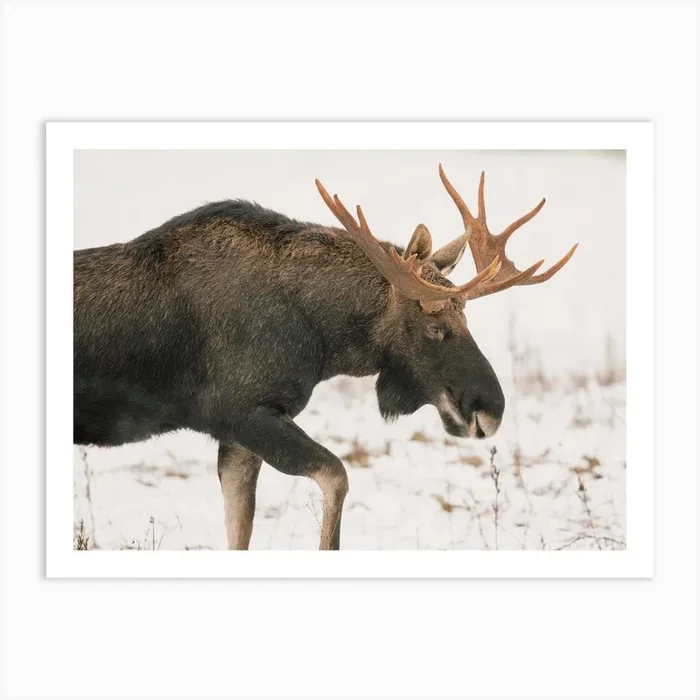 Migrating Moose Art PrintIP by Inkish Prints