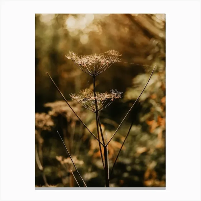 Moody Fall Flower Canvas Print by Amber den Oudsten