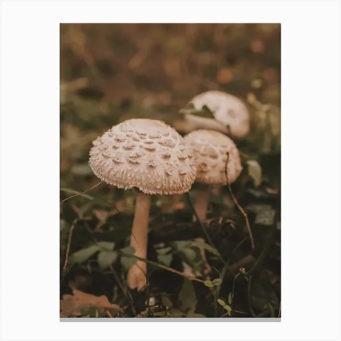Mushrooms On Forest Floor Canvas PrintIP by Inkish Prints
