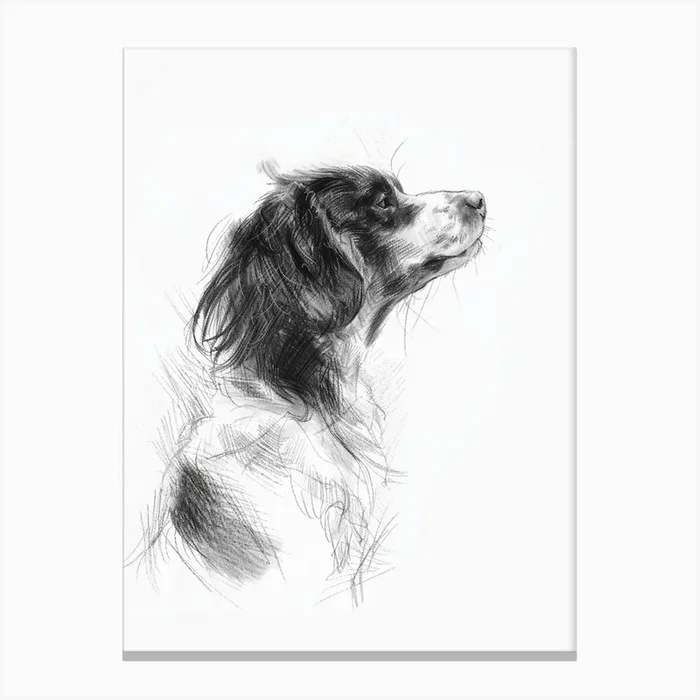 Nederlandse Kooikerhondje Dog Charcoal Line 3 Canvas Print by Woof and Whiskers