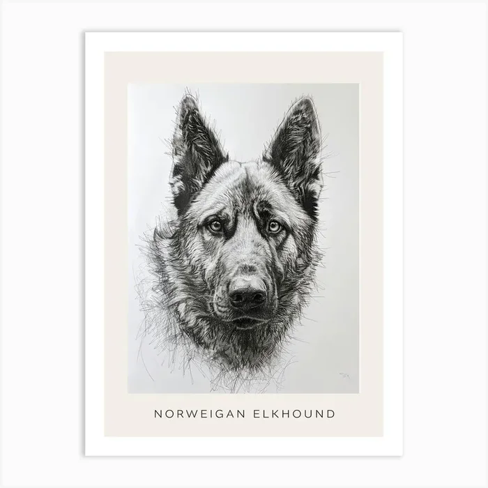 Norweigan Elkhound Dog Line Sketch 3 Poster Art Print by Woof and Whiskers