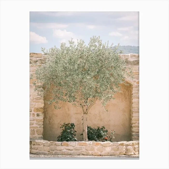 Olive Tree In The Sun Canvas Print by Marika Huisman