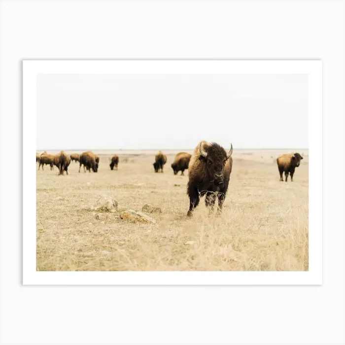 Open Plains Bison Herd Art Print by Indio Page