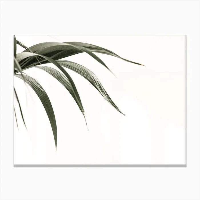 Palm Leaf Canvas Print by Indio Page