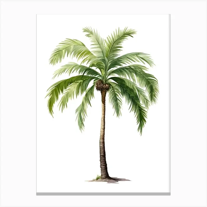 Palm Tree Isolated On White Canvas Print by Nature Nest Arts