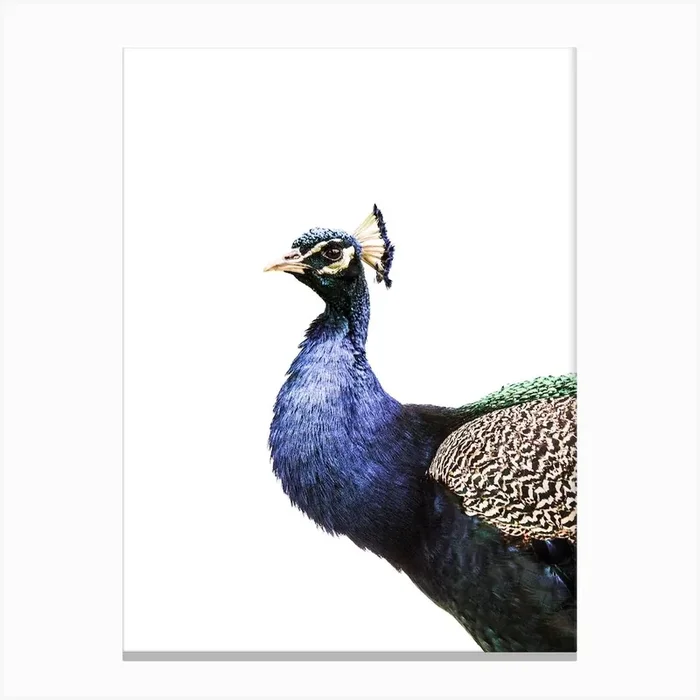Peacock Isolated On White Canvas Print by Victoria Frost