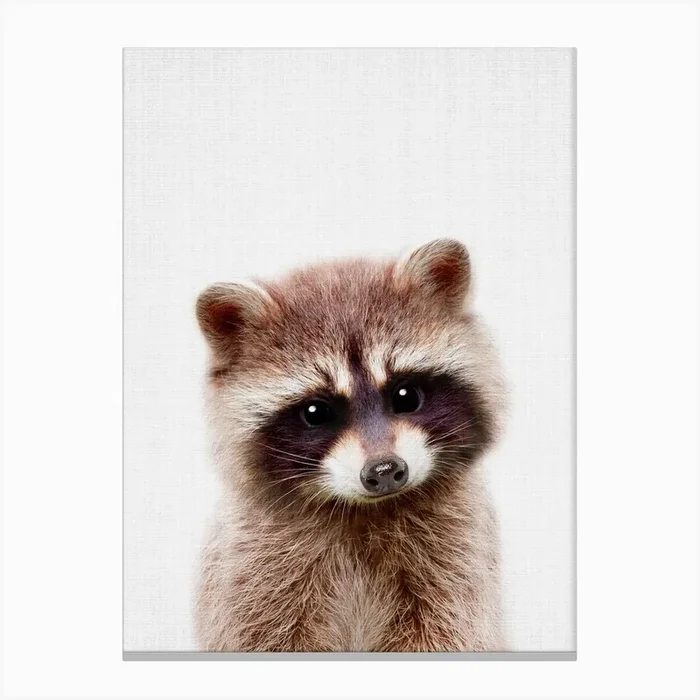 Peekaboo Raccoon Canvas PrintLA by Lila and Lola