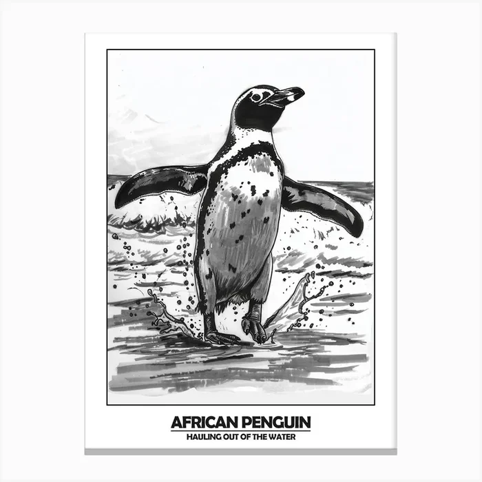 Penguin Hauling Out Of The Water Poster Canvas Print by Energy of the Sea