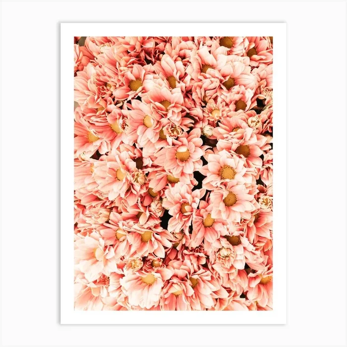 Pink Daisy Flowers Art Print by Indio Page