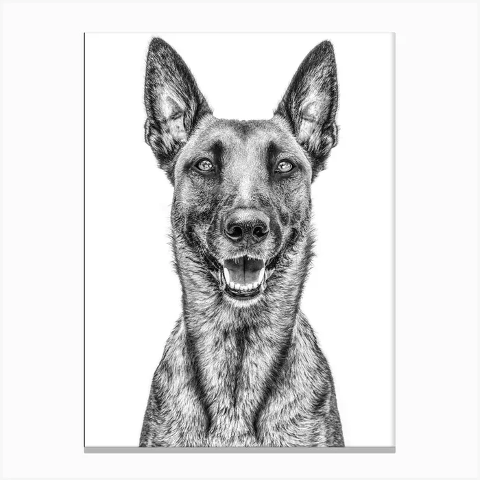 Portrait Of A German Shepherd Canvas PrintVL by Viveca Ljung