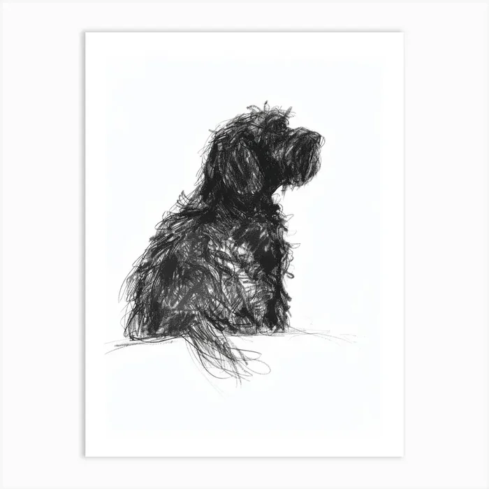 Portuguese Water Dog Charcoal Line Art Print by Woof and Whiskers