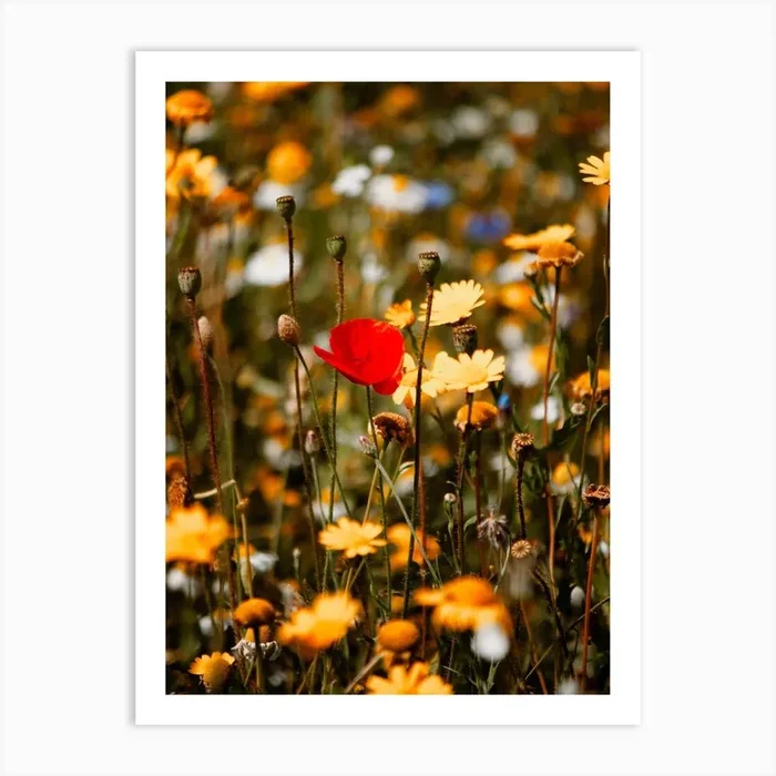 Red Poppy Flower In A Summers Field Colour Nature Photography Art Print by Aimee Giles