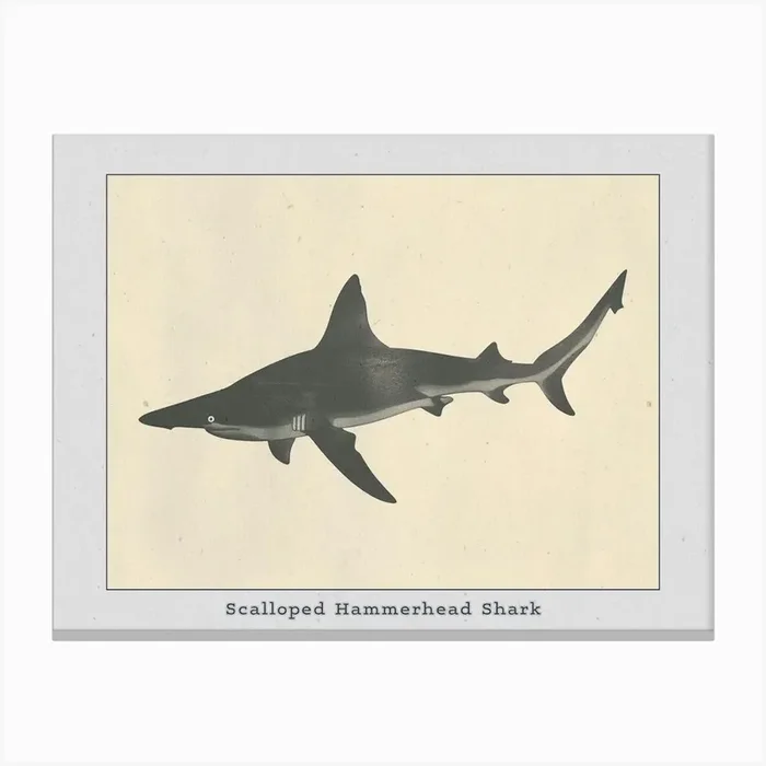 Scalloped Hammerhead Shark Grey Silhouette 2 Poster Canvas Print by Energy of the Sea