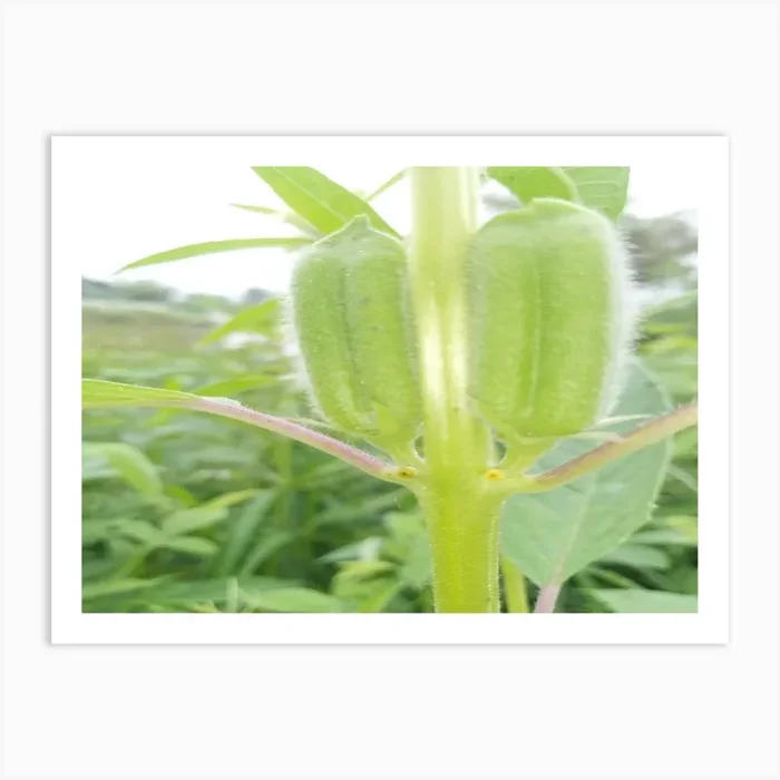 sesame fruit photography design Art Print by Lilesh kumar