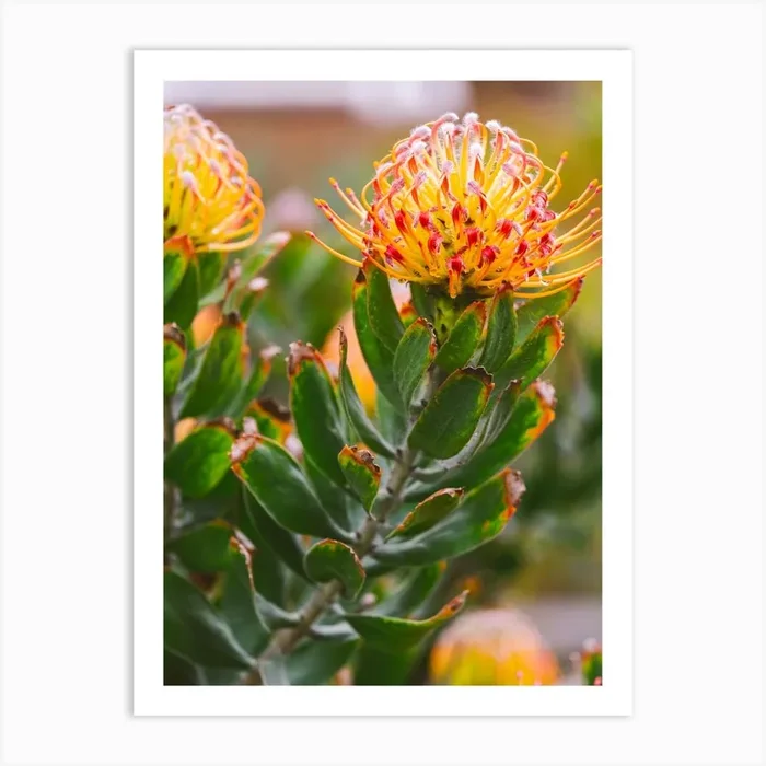 Sherbert Botanicals Art Print by Ferro Studios