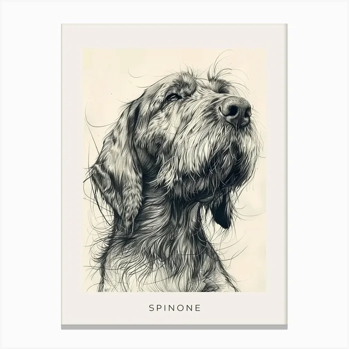Spinone Dog Line Sketch 2 Poster Canvas Print by Woof and Whiskers