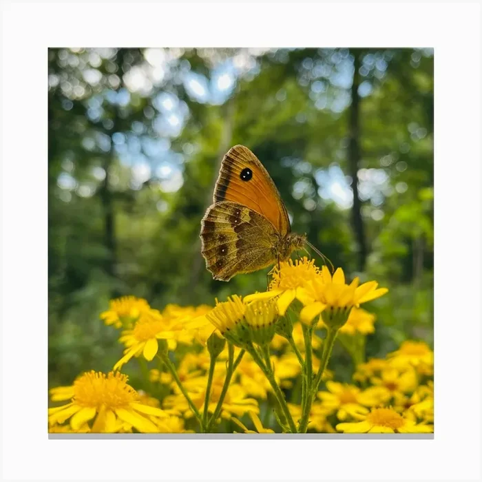 Spring – Summer, Orange Butterfly On Yellow Flowers in Forest. Canvas Print by Marette Holly