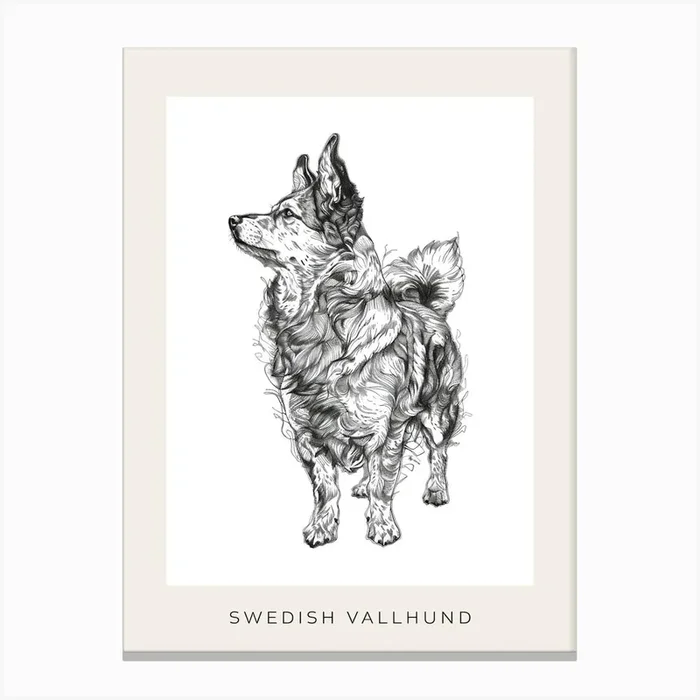 Swedish Vallhund Dog Line Sketch 2 Poster Canvas Print by Woof and Whiskers