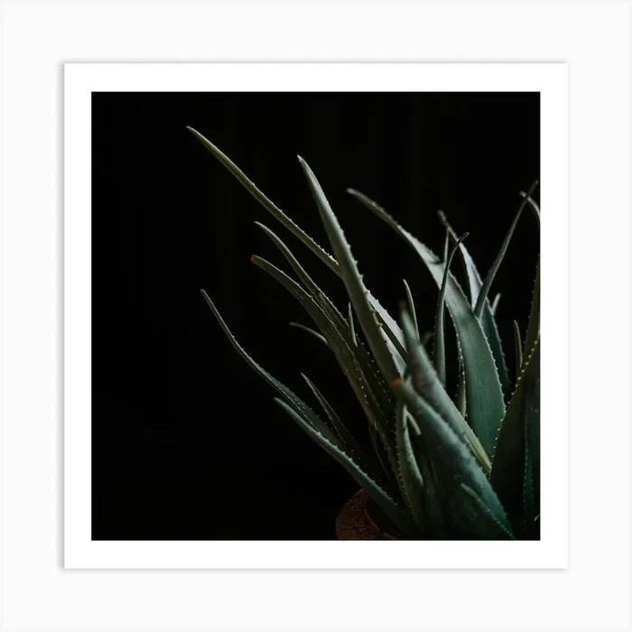 The Aloe Vera In A Moody Vibe Square Art Print by Aimee Giles