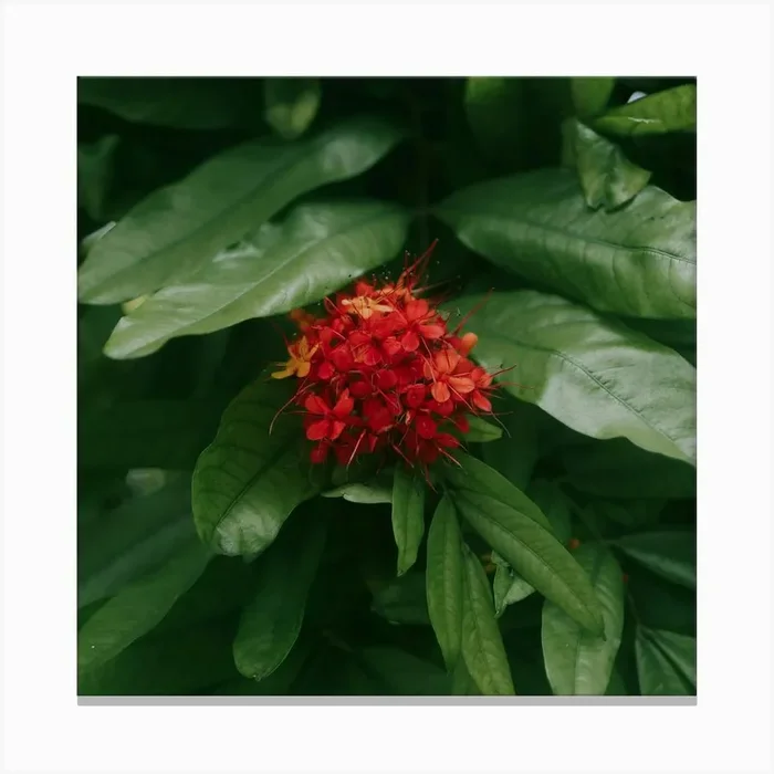 Tropical Red Canvas Print by Cole Keister