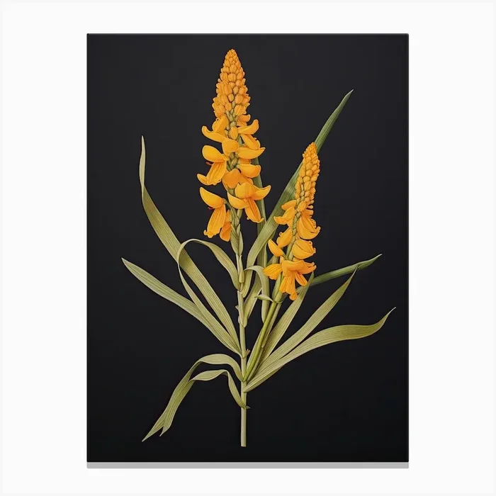 Turmeric Vintage Botanical Herbs 1 Canvas Print by Whimsical Meadows