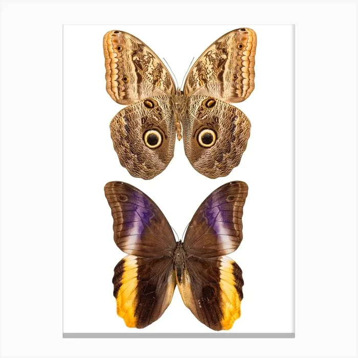 Two Beautiful Butterflies Canvas Print by Mariëlle Leenders