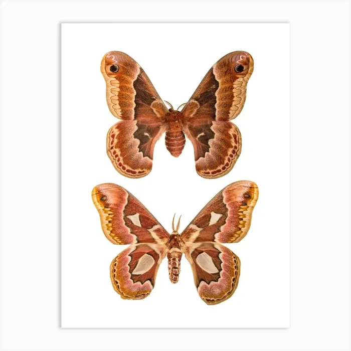 Two Butterflies And Moths 2 Art Print by Mariëlle Leenders